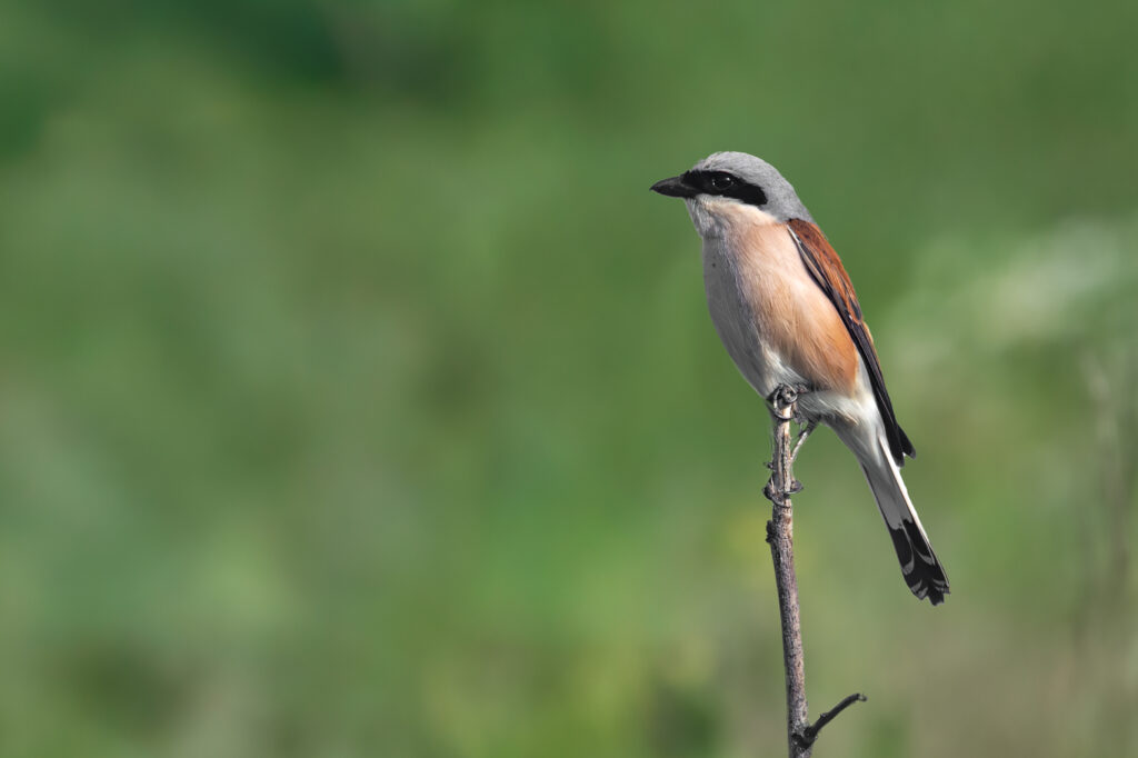 Gąsiorek (Lanius collurio)